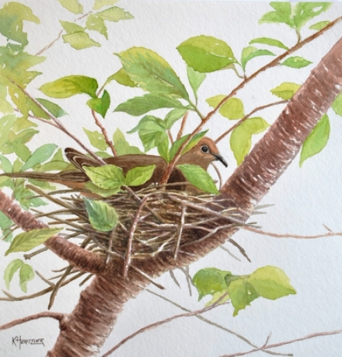Mourning Dove. Watercolor by Kelli Hertzler.
