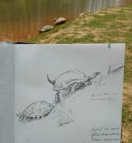 sketchbook turtle
