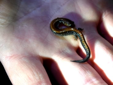 Redbacked Salamander