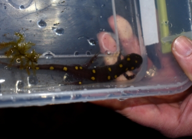 Spotted Salamander. This guy was about 15 cm long.